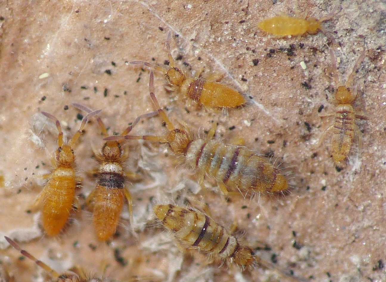 Collemboli striati (Entomobrya cfr multifasciata)